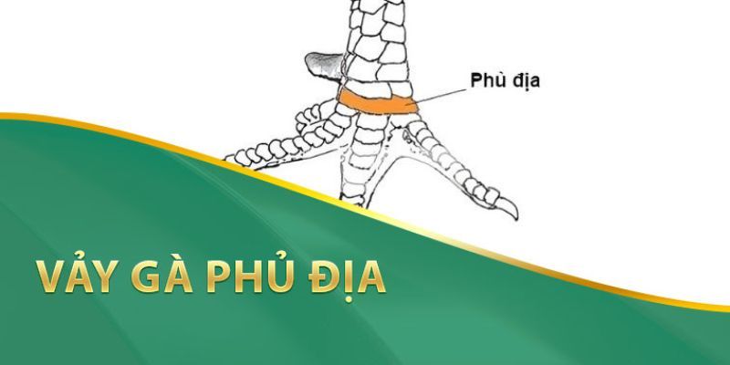 Vảy phủ địa - dấu hiệu của chiến kê mạnh mẽ, sở hữu sức mạnh vượt trội.