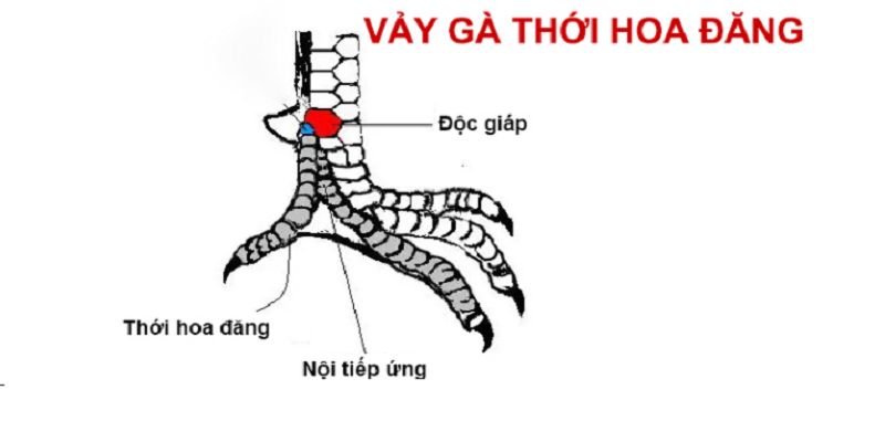 Hướng dẫn chi tiết cách chọn chiến kê có vảy gà nội hoa đăng