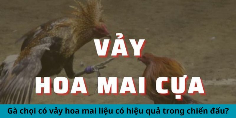 Gà chọi có vảy hoa mai liệu có hiệu quả trong chiến đấu?